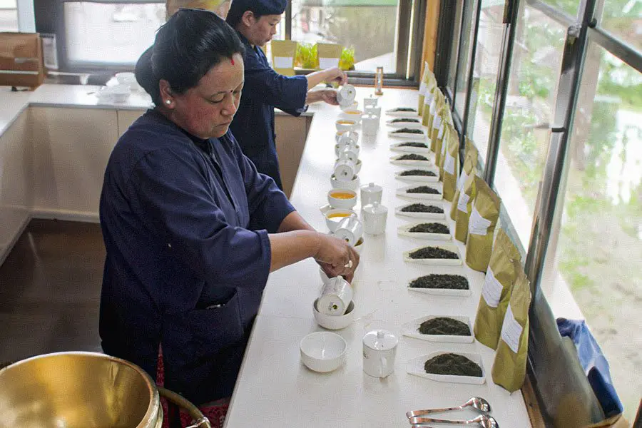 How to do Guangfo tea tasting q right? Easy steps to make your tea experience perfect.